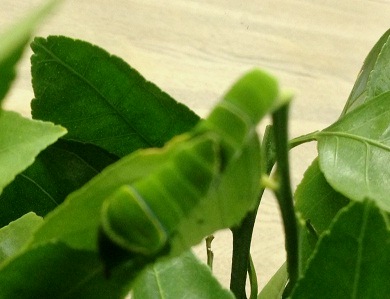 写真：アゲハチョウの幼虫