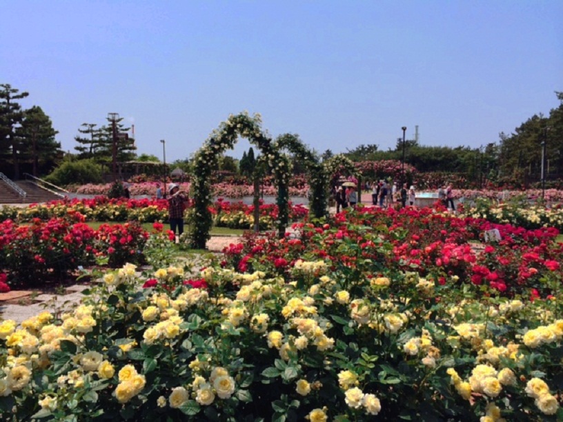 浜寺公園のバラ庭園