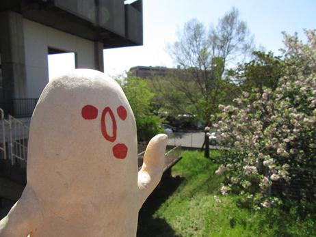 画像：はにぼんと図書館前に咲いている桜の様子