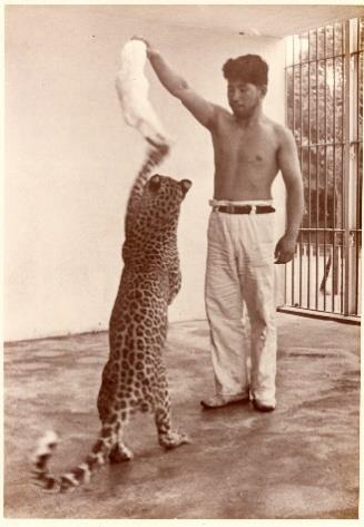 ヒョウと飼育係の原春治さん3