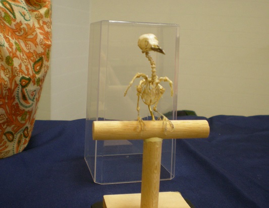 写真：メジロの骨格標本