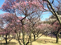 荒山公園の梅林