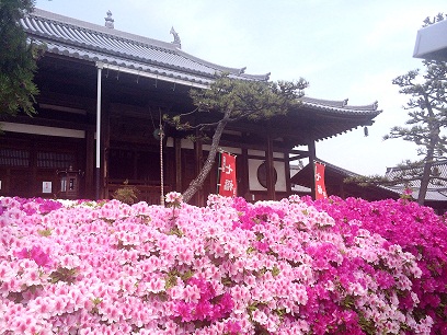 法雲寺のツツジ